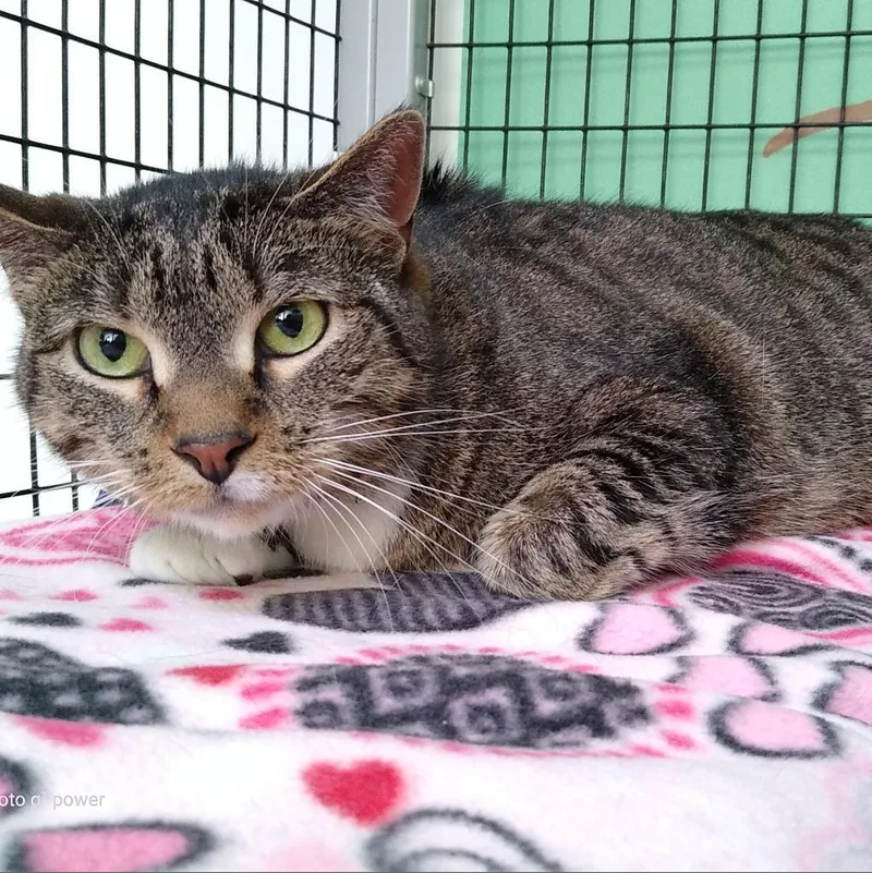 A senior medium-sized female Brown / Chocolate Domestic Short Hair cat named Daphne for adoption in Deerfield, IL