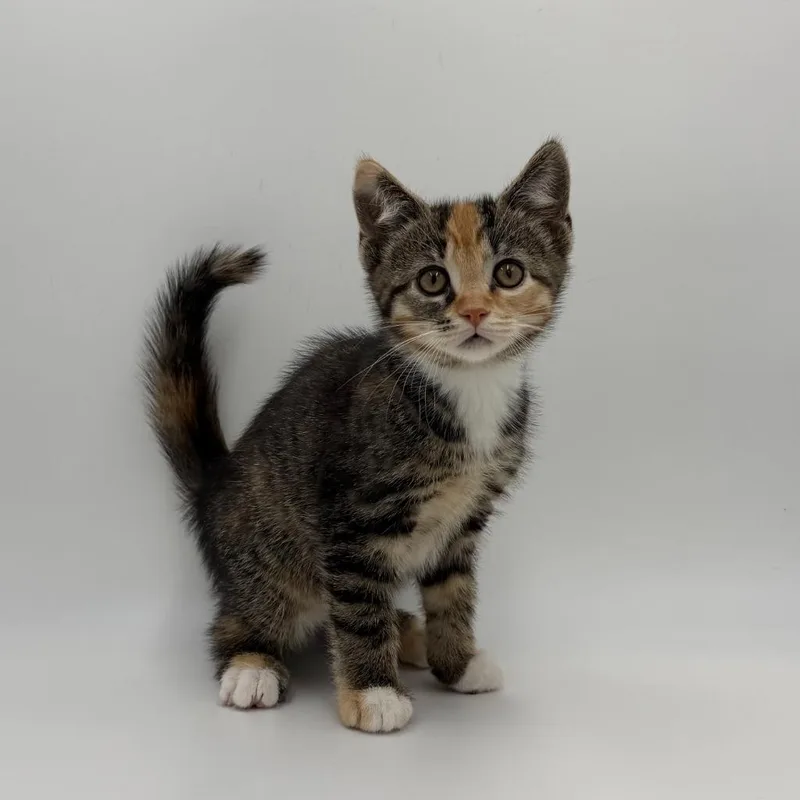 A baby small-sized female Domestic Short Hair cat named Finkelstein for adoption in State College, PA