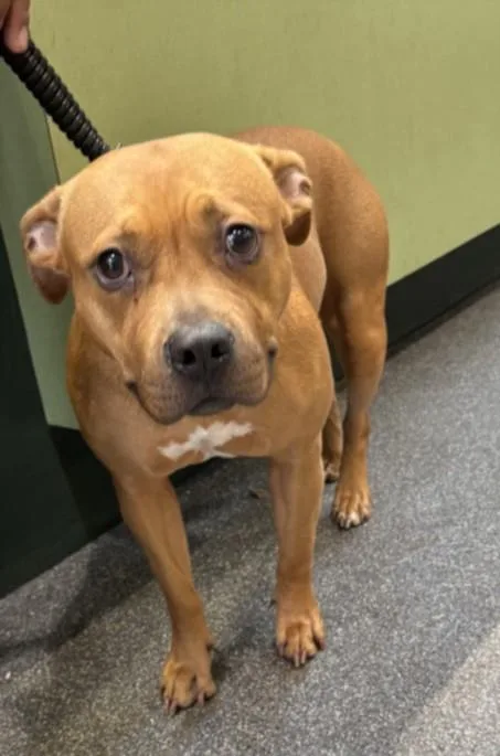 A young large-sized female Pit Bull Terrier dog named Roxy for adoption in Los Angeles, CA