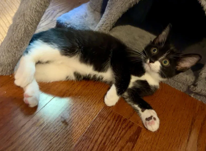 A baby medium-sized female Domestic Short Hair cat named Bluey for adoption in Roxboro, NC