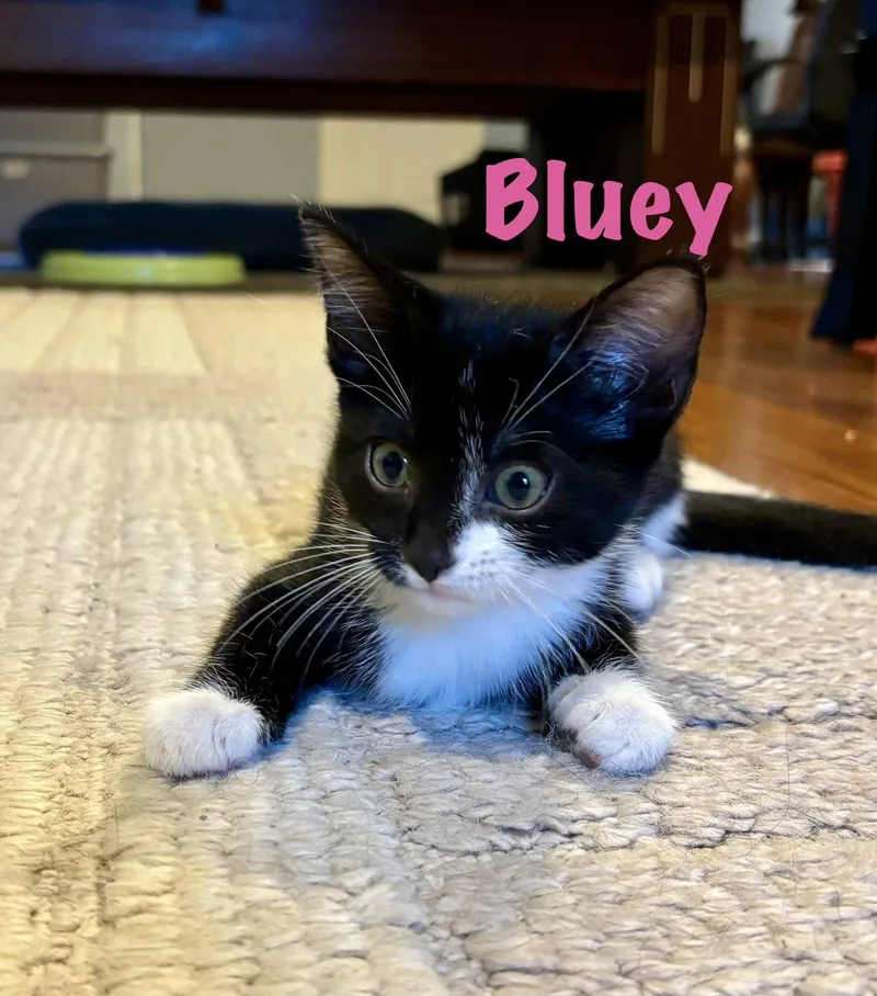 Bluey thumbnail 2
