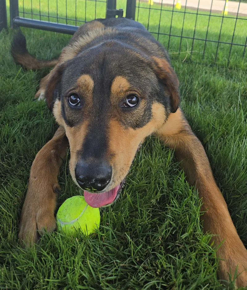A young medium-sized male Bicolor Shepherd dog named Dawson for adoption in garden ridge, TX