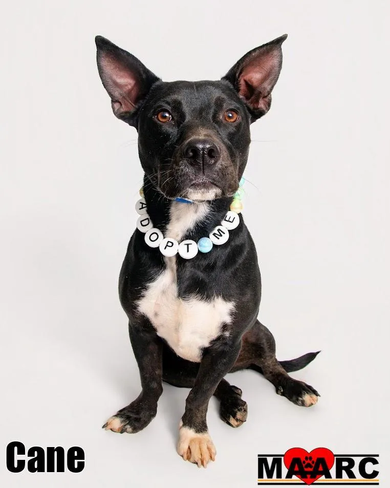 A young medium-sized male Australian Kelpie dog named Cane for adoption in Maryville, TN