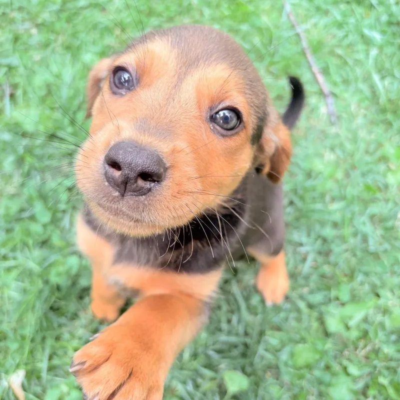 A baby small-sized male Yellow / Tan / Blond / Fawn Hound dog named Theodore for adoption in Fairfax Station, VA