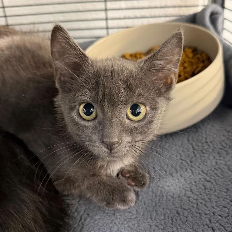 A baby small-sized female Gray / Blue / Silver Domestic Short Hair cat named Grigio for adoption in Hampton Bays, NY
