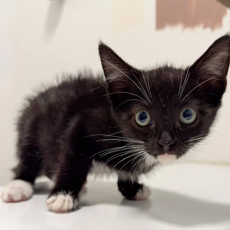 A baby small-sized male Black Domestic Short Hair cat named Bob for adoption in Long Beach, CA