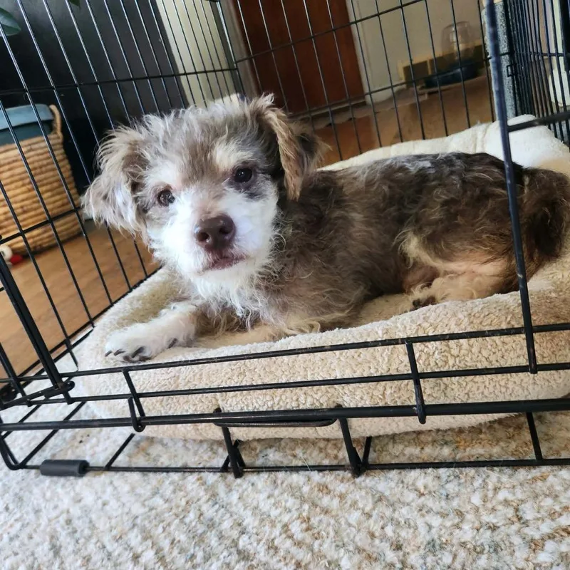 An adult small-sized male Yorkshire Terrier dog named Fred for adoption in Farmersville, OH