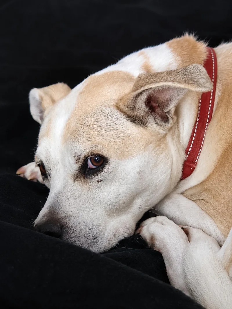 Sadie thumbnail 2