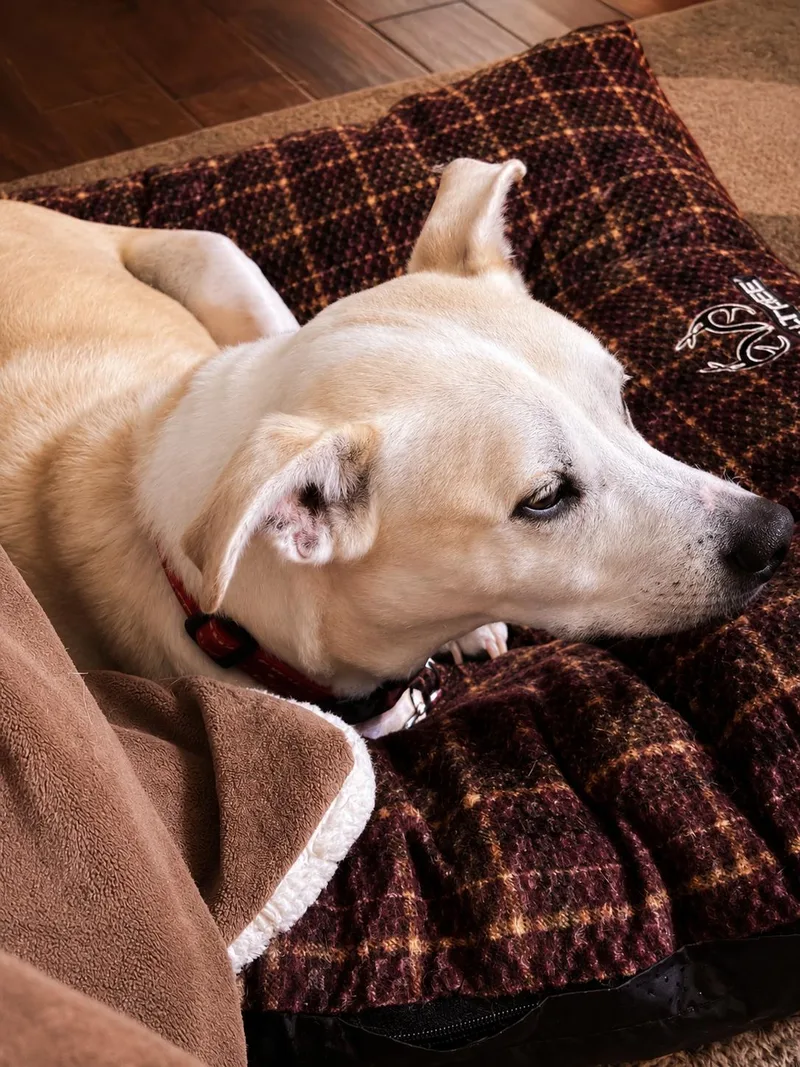 Sadie thumbnail 5