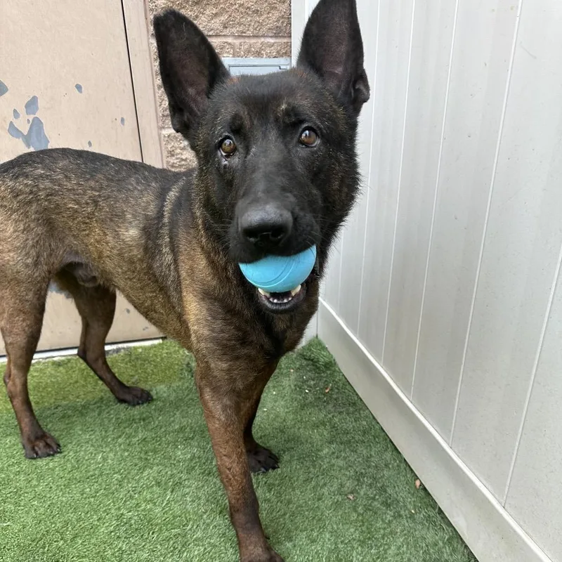 An adult large-sized male Brown / Chocolate Mixed Breed dog named Crow for adoption in Bartlett, TN
