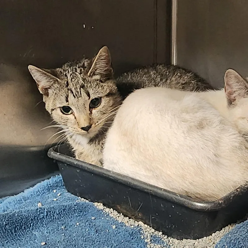 A baby small-sized male Gray / Blue / Silver Domestic Short Hair cat named Crackle for adoption in Evensville, TN