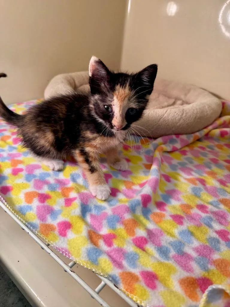 A baby small-sized female Domestic Short Hair cat named Maple for adoption in Clinton, SC
