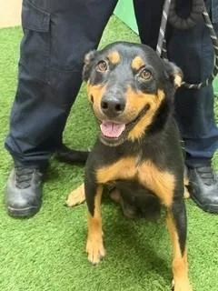 An adult medium-sized female Australian Kelpie dog named Mona for adoption in Visalia, CA