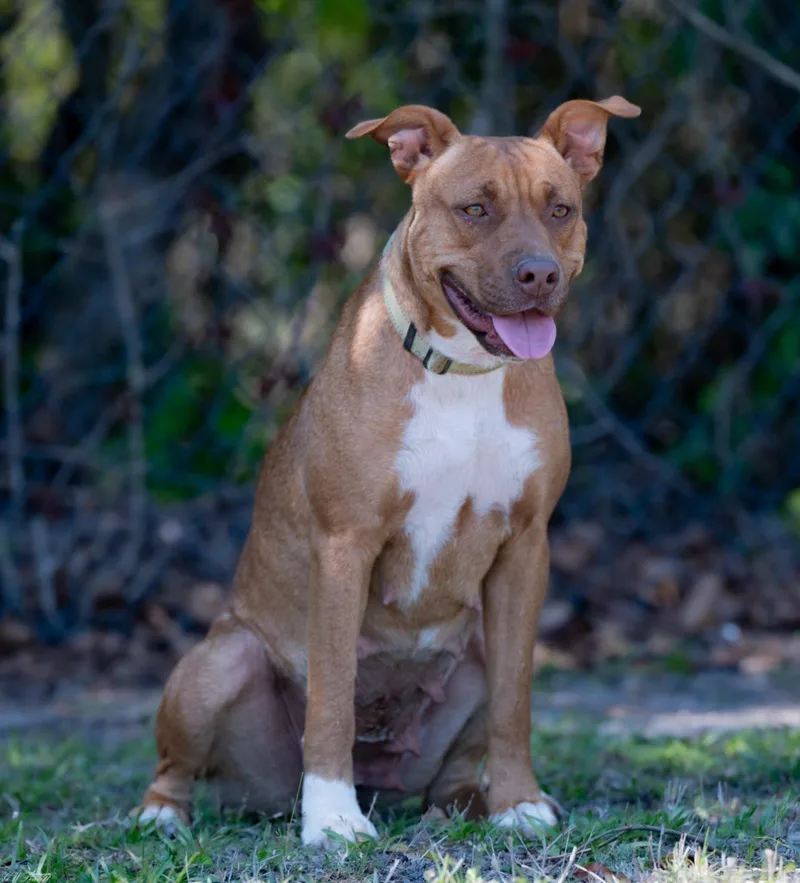 Red Robin thumbnail 2