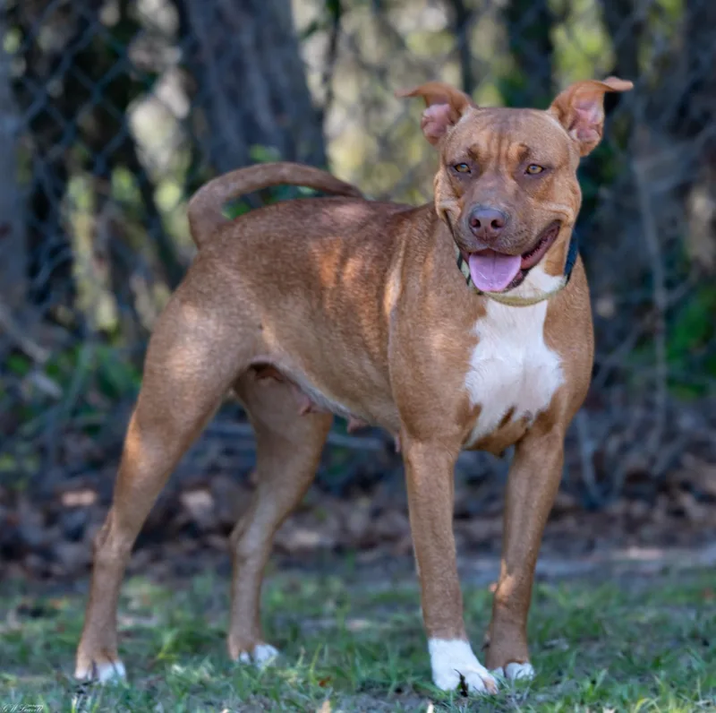 Red Robin thumbnail 3