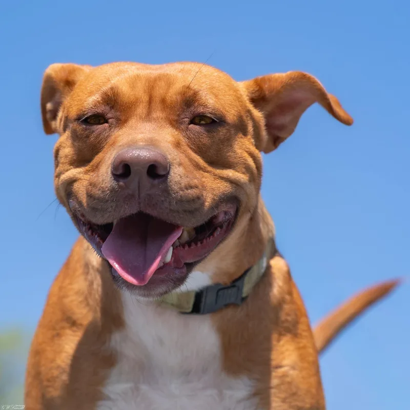 Red Robin thumbnail 4