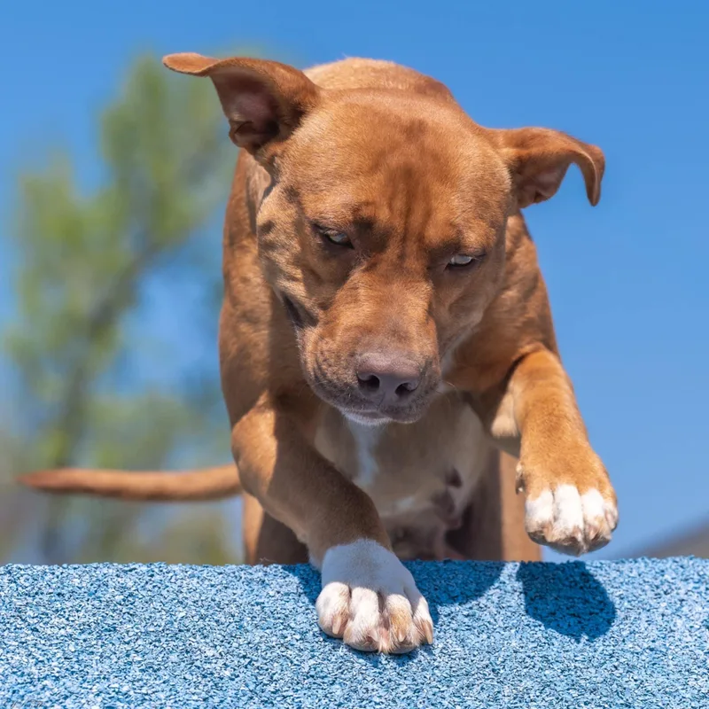 Red Robin thumbnail 5