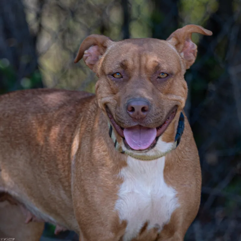 A young medium-sized female Red / Chestnut / Orange Mixed Breed dog named Red Robin for adoption in BONIFAY, FL