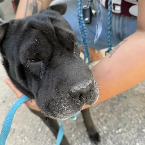 A young medium-sized female Black Shar-Pei dog named Bagel for adoption in Austin, TX