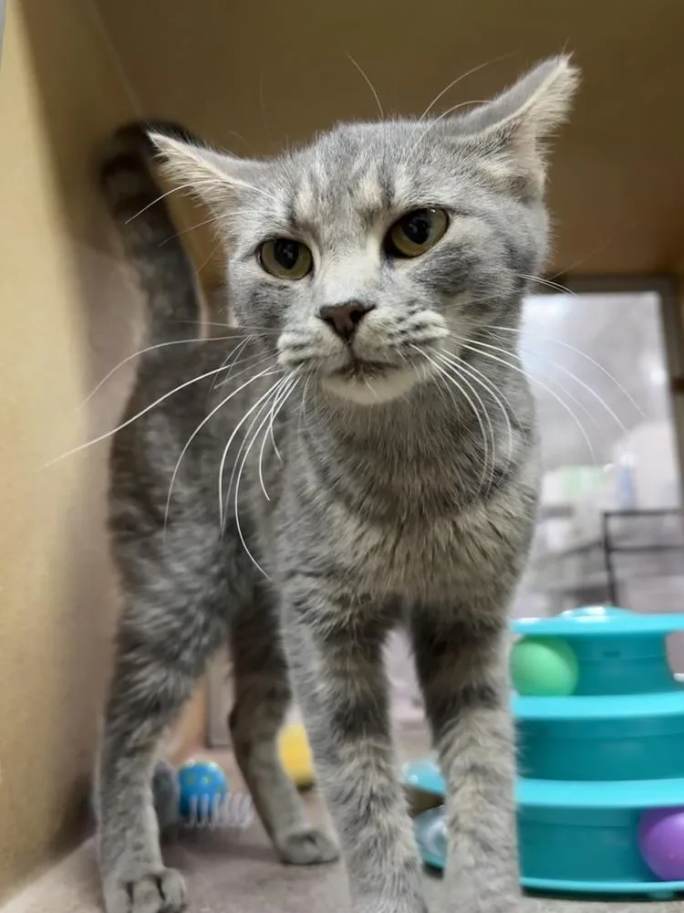 A young medium-sized female Gray / Blue / Silver Domestic Short Hair cat named Matilda for adoption in Panama City Beach, FL
