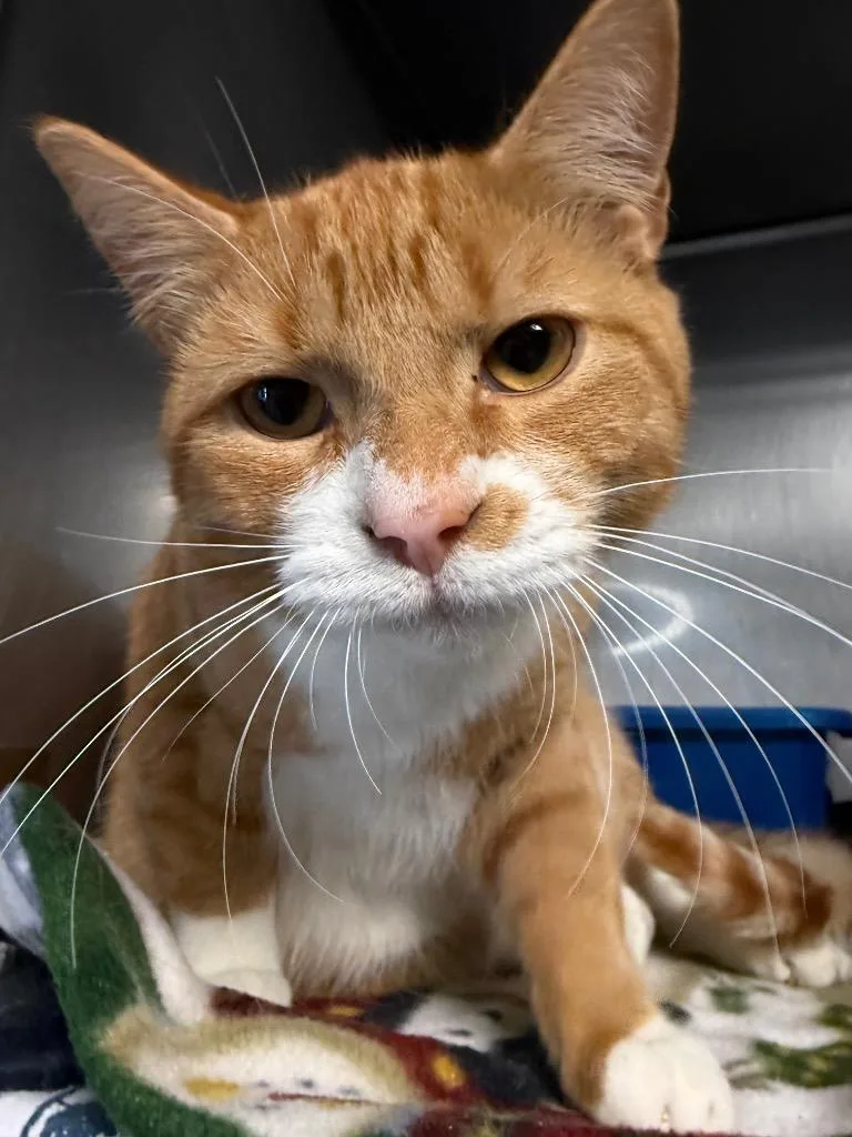 A baby medium-sized male Domestic Short Hair cat named Chedda for adoption in Huntington, IN