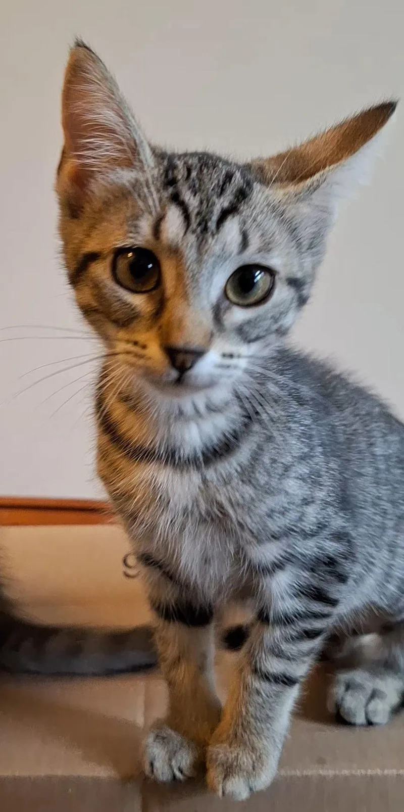 A baby medium-sized female Tabby cat named TylerC for adoption in Greenville, DE