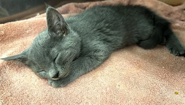 A baby small-sized female Domestic Medium Hair cat named Calypso for adoption in Moreno Valley, CA
