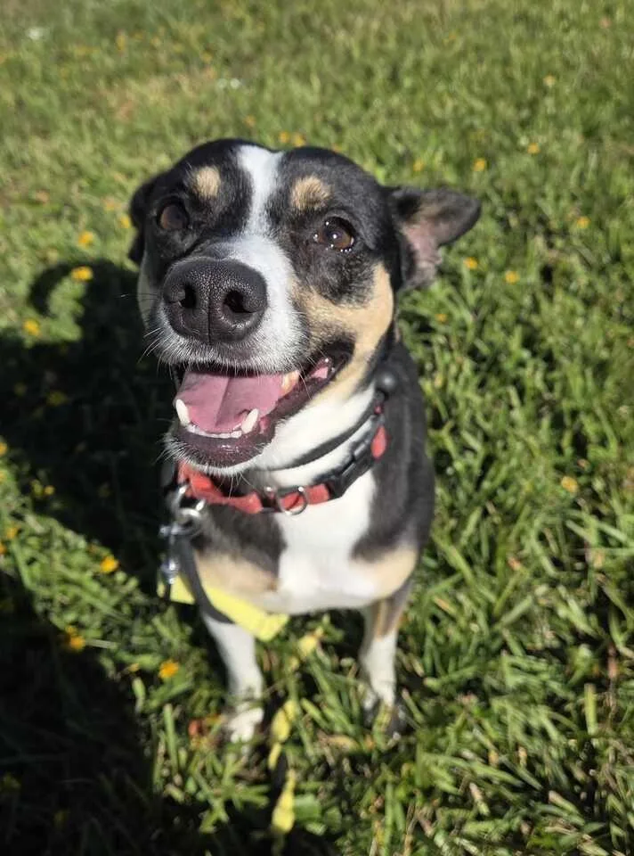 An adult small-sized female Rat Terrier dog named Girl for adoption in New Orleans, LA