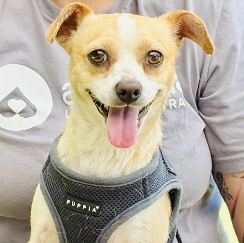 A young small-sized male Red / Chestnut / Orange Beagle dog named Jinx for adoption in Beverly Hills, CA