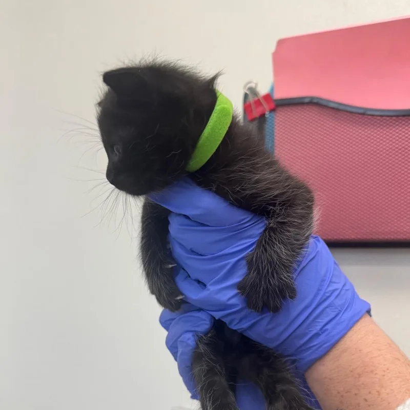 A baby small-sized male Black Domestic Long Hair cat named Freddy for adoption in Columbiana, AL