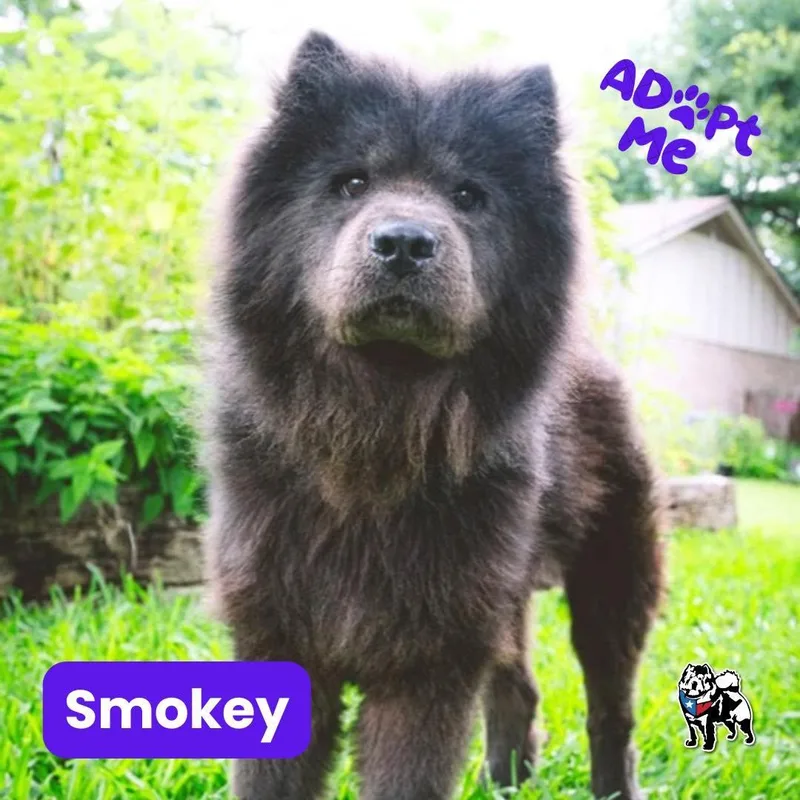 Smokey thumbnail 2