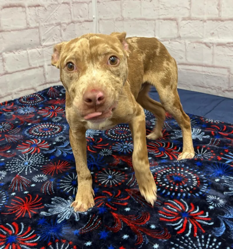 A baby medium-sized male Mixed Breed dog named Marty for adoption in Detroit, MI