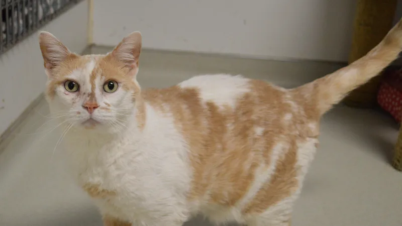 A senior extra large-sized male Domestic Short Hair cat named Taco for adoption in House Springs, MO