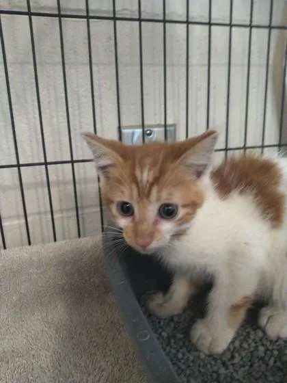 A baby small-sized male Domestic Short Hair cat named Ninja for adoption in Palm Coast, FL