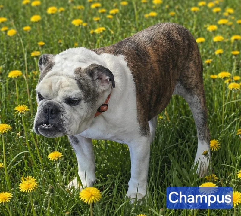 Champus thumbnail 3