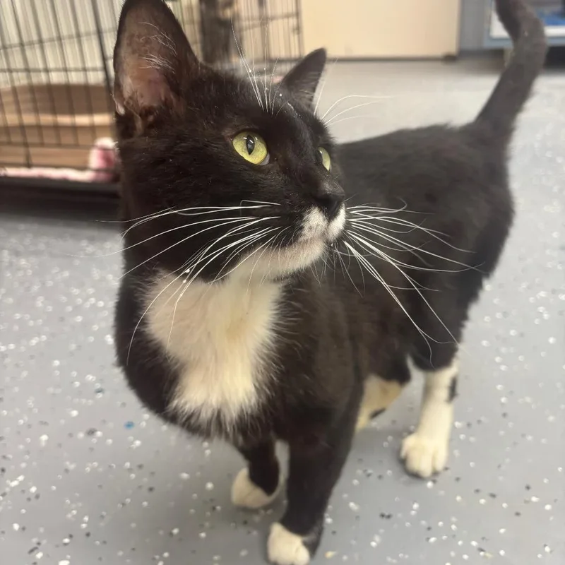 An adult medium-sized male Black Domestic Short Hair cat named Owen for adoption in Marshalltown, IA