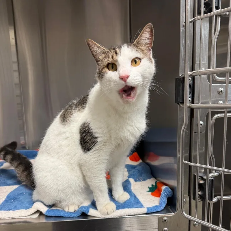 An adult large-sized male Brown / Chocolate Domestic Short Hair cat named Glen for adoption in DeKalb, IL