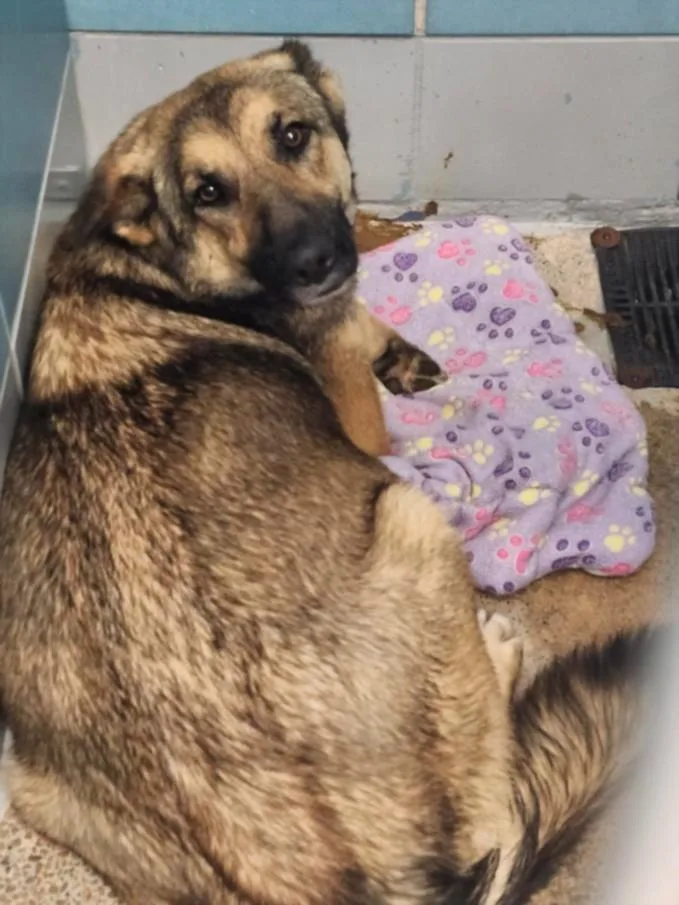 An adult large-sized female German Shepherd Dog dog named Phoebe for adoption in Houston, TX