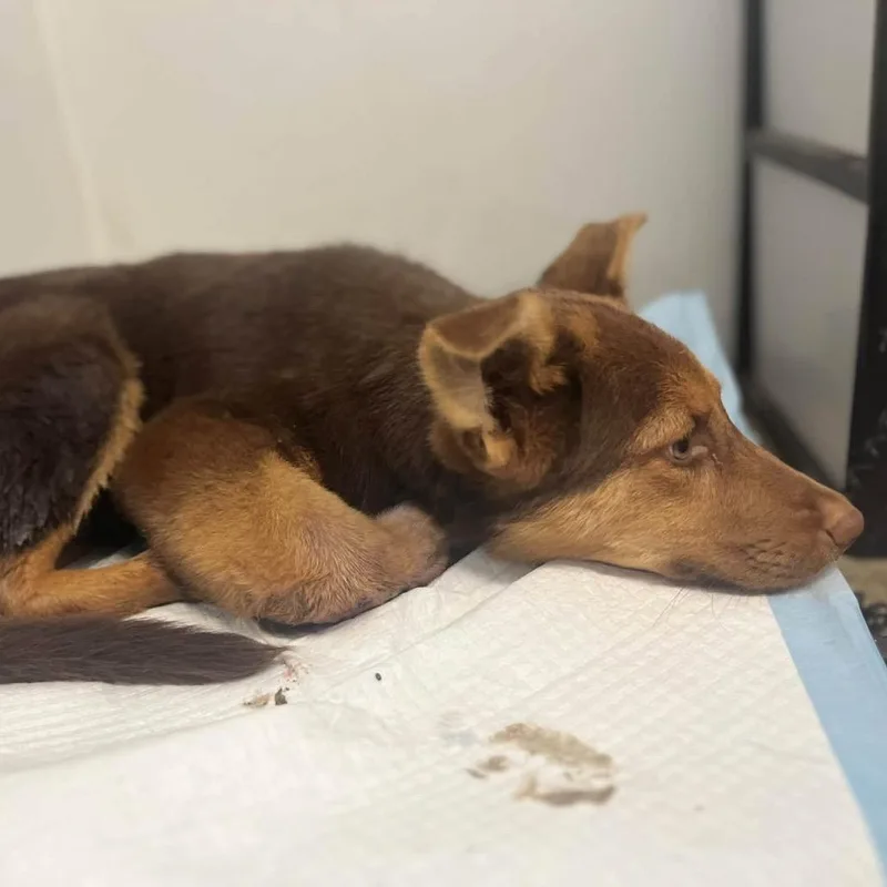 A young small-sized male Black German Shepherd Dog dog named Zeus for adoption in Stephens City, VA