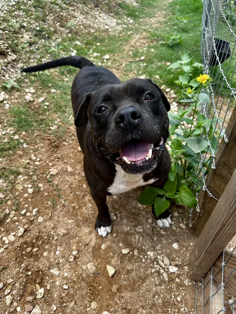 An adult large-sized male Black Pit Bull Terrier dog named Rollo for adoption in Seguin, TX