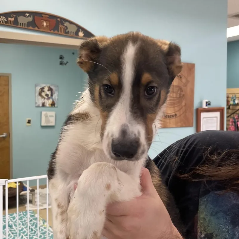 A baby medium-sized male Brown / Chocolate Shetland Sheepdog / Sheltie dog named Nick for adoption in Columbus, GA