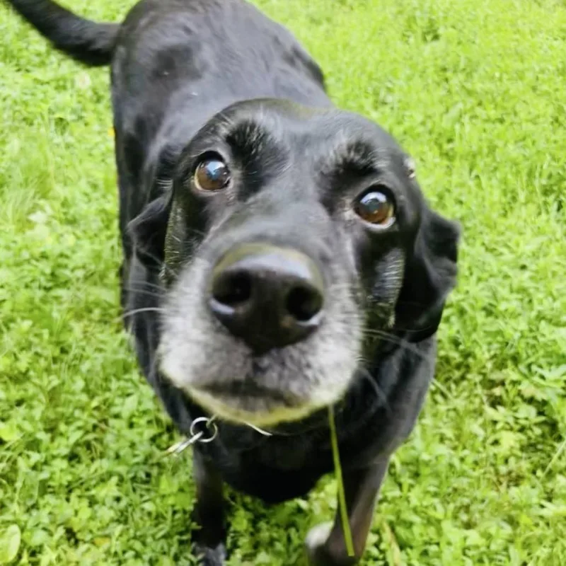 Nala Girl D thumbnail 2