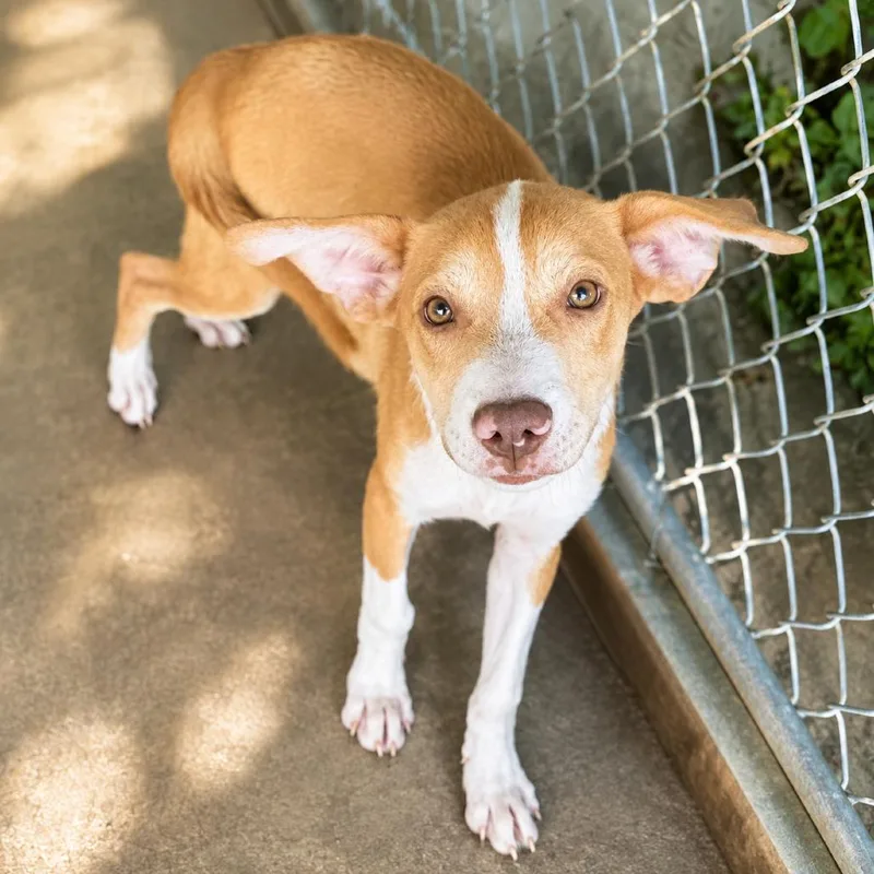 A baby small-sized female Yellow / Tan / Blond / Fawn Cattle Dog dog named Pebble P for adoption in Corsicana, TX