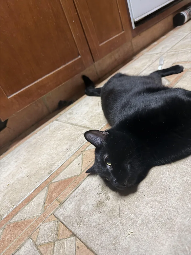 An adult medium-sized male Domestic Short Hair cat named Lieutenant Dan for adoption in Tracy, CA