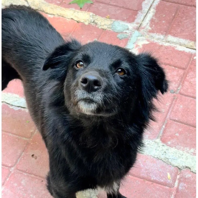 An adult medium-sized female Cocker Spaniel dog named Milkshake for adoption in Locust Fork, AL