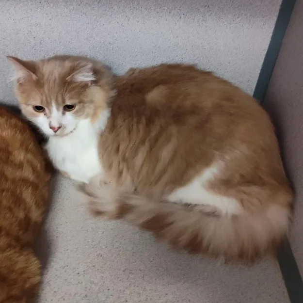An adult medium-sized male Tabby (Buff / Tan / Fawn) Domestic Medium Hair cat named Tundra for adoption in Cedar Rapids, IA