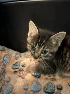A baby small-sized female Domestic Short Hair cat named Lollipop for adoption in Louisville, KY