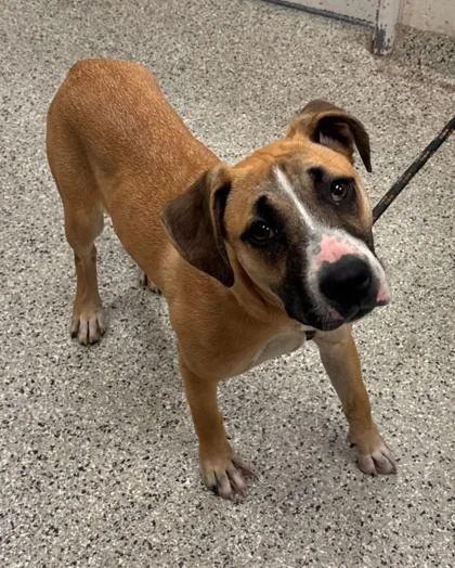 A baby medium-sized female Yellow / Tan / Blond / Fawn Mixed Breed dog named Ovation for adoption in Kansas City, MO