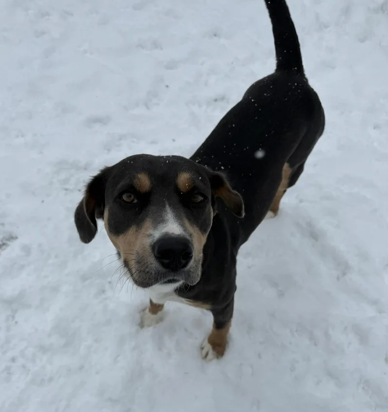 An adult medium-sized female Tricolor (Brown, Black, & White) Shepherd dog named Amelia for adoption in Dover, AR