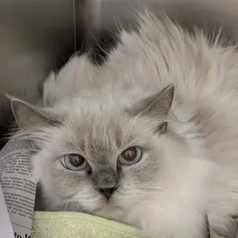 An adult medium-sized female Ragdoll cat named Harper for adoption in Philadelphia, PA